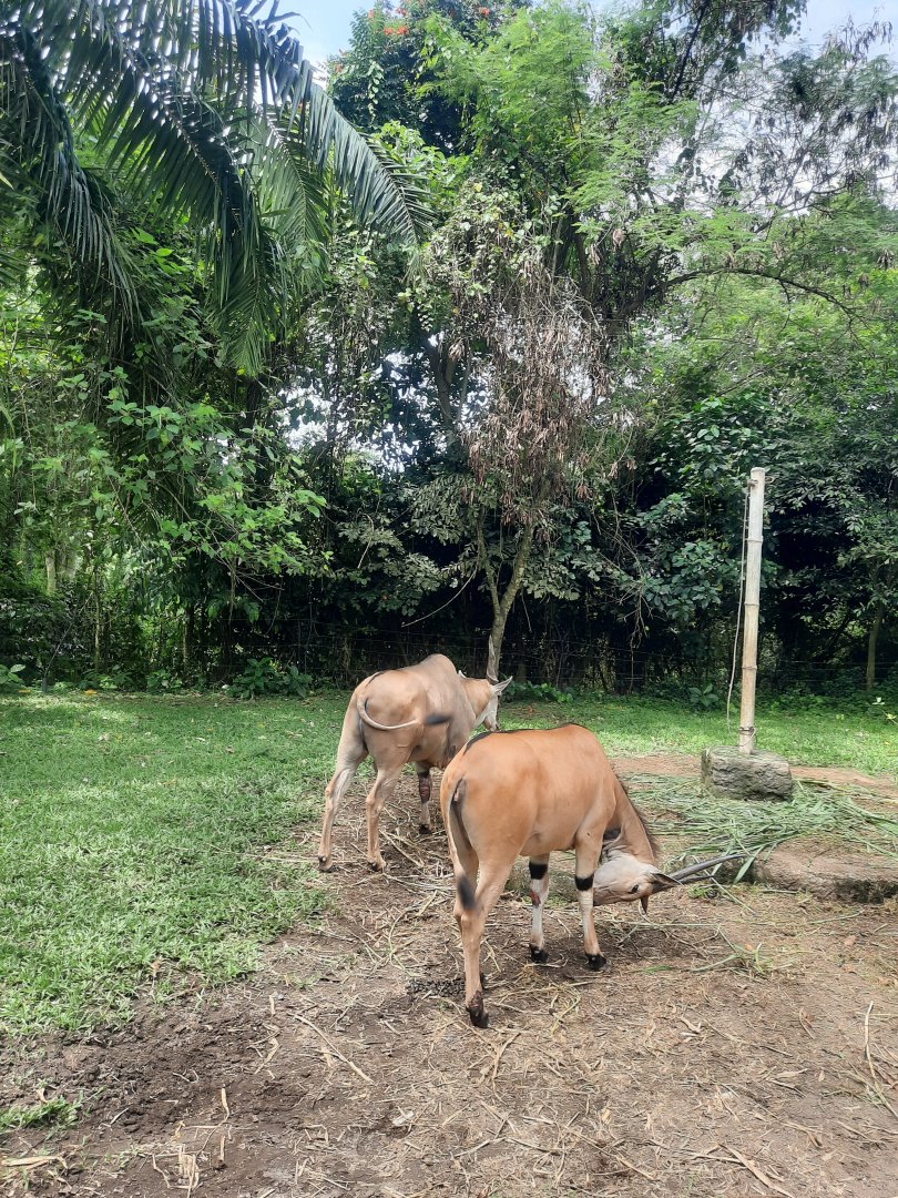 safari journey - common eland (taurotragus oryx)