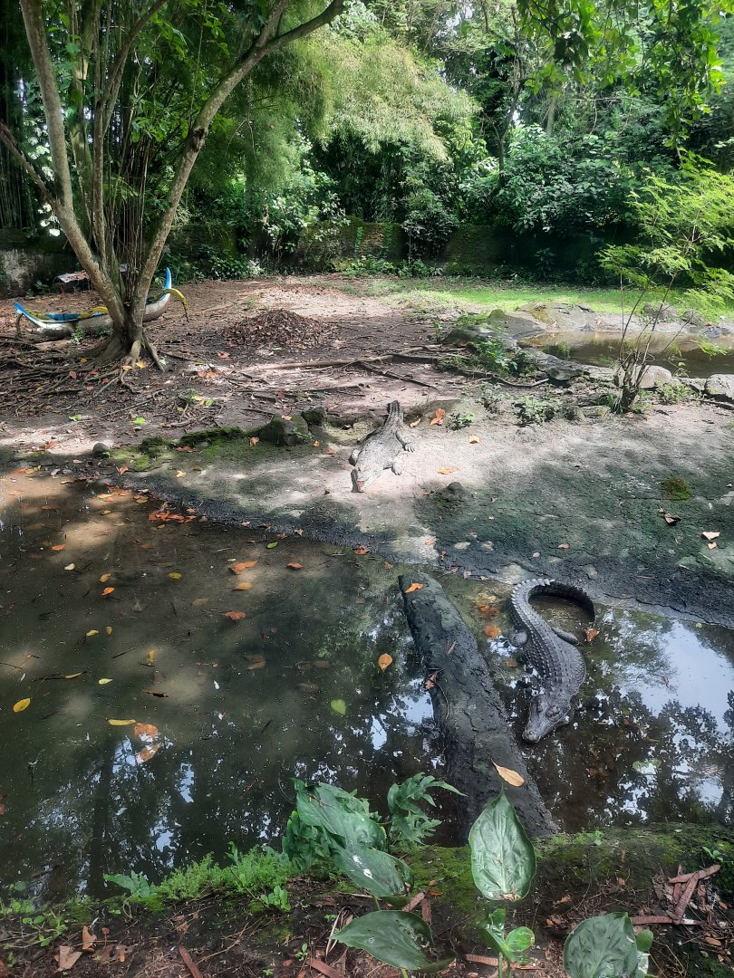 safari journey - estuarine crocodile (crocodylus porosus)