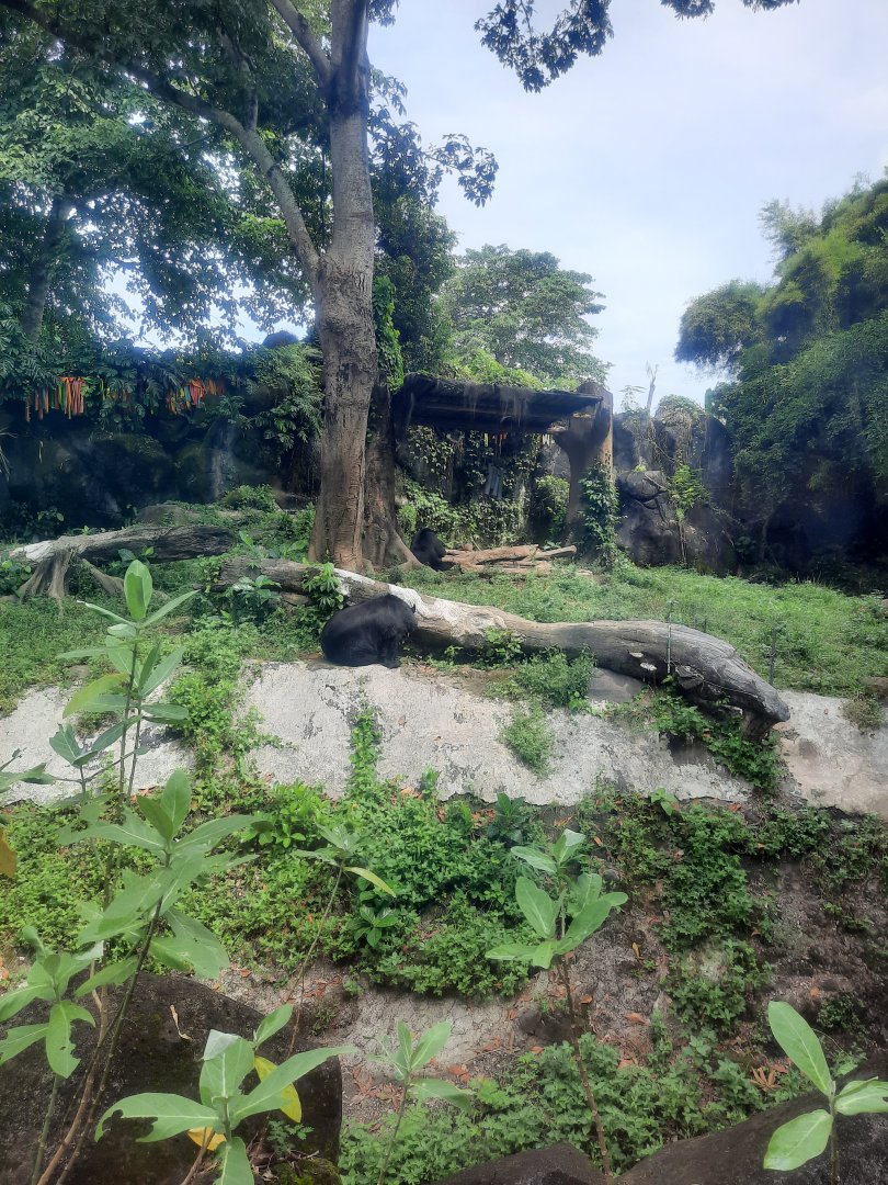 safari journey - himalayan black bear (ursus thibetanus laginer) exhibit