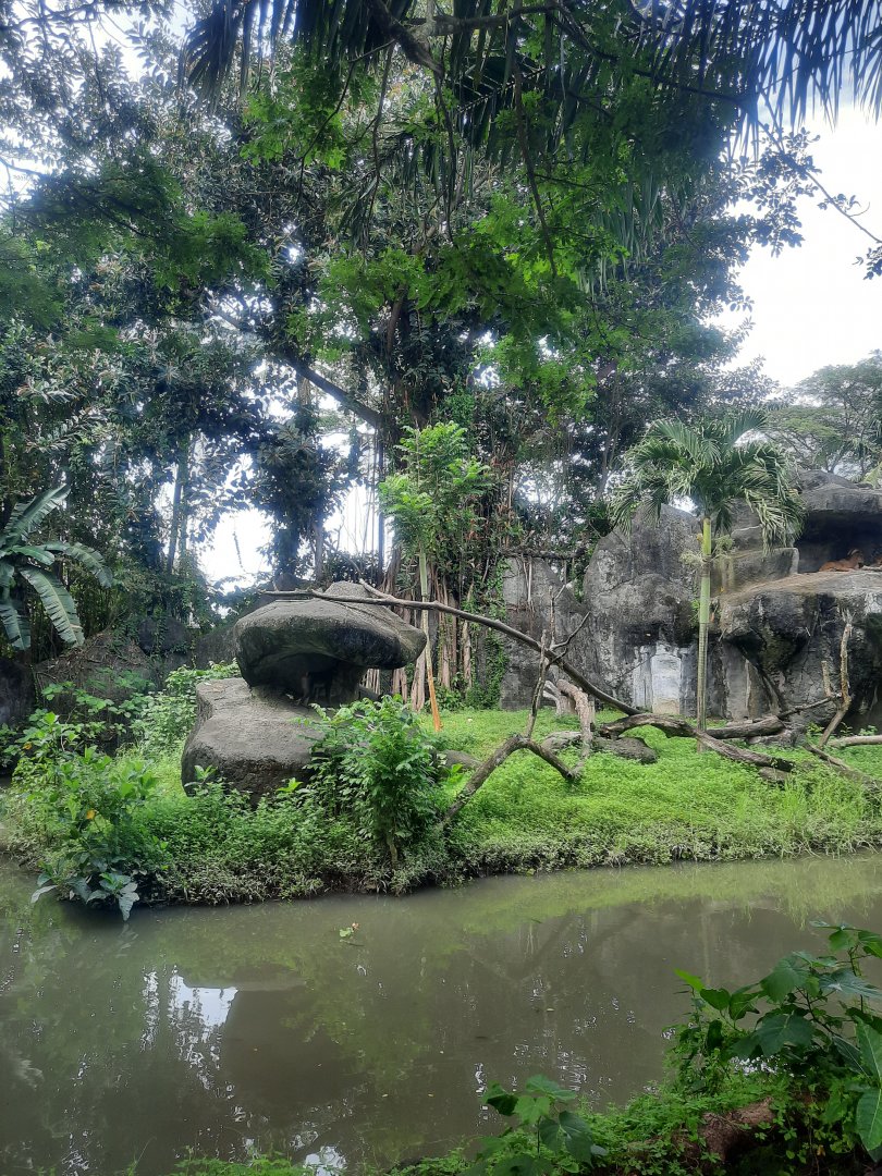 safari journey - mandrill (mandrillus sphinx) exhibit