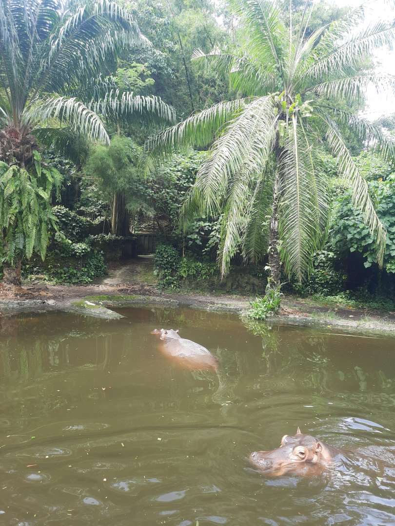 safari journey - nile hippopotamus (hippopotamus amphibius) exhibit
