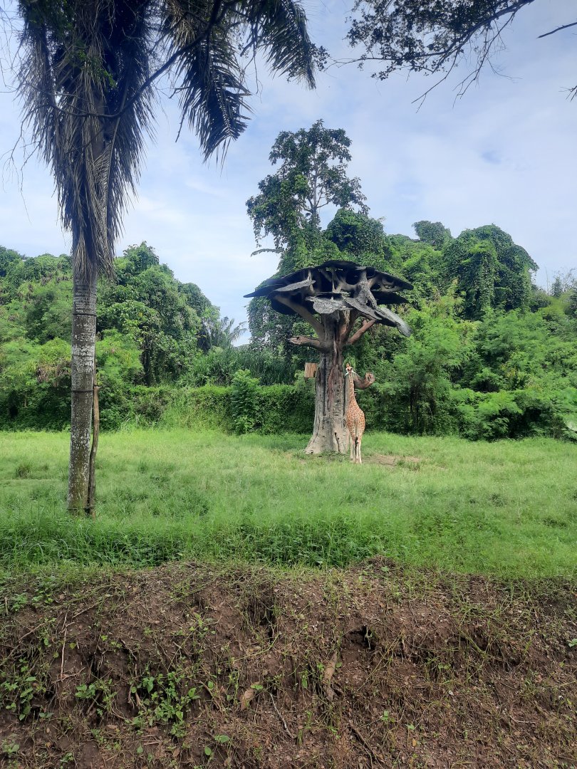 safari journey - reticulated girrafe (giraffa camelopardalis reticulata) exhibit