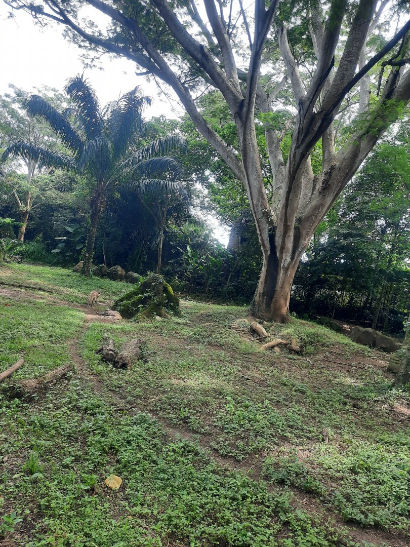 safari journey - striped hyena (hyaena hyaena) exhibit