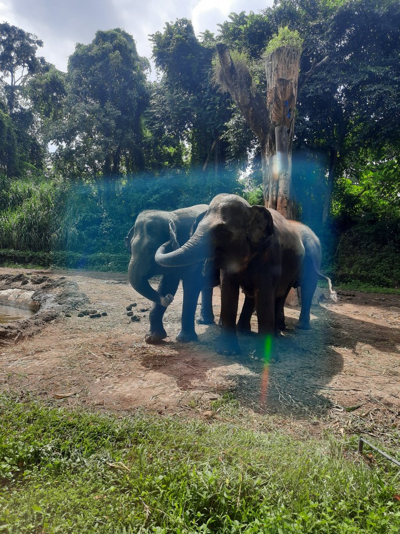 safari journey - sumatran elephant (elephas maximus sumatranus)
