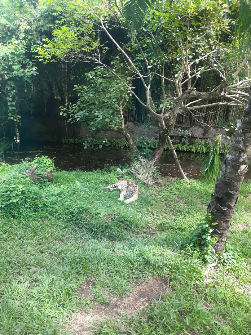 safari journey - sumatran tiger (panthera tigris sumatrae) - 1