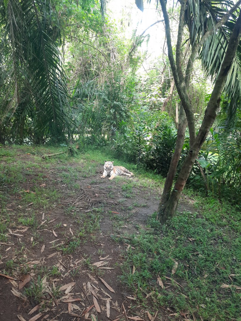 safari journey - sumatran tiger (panthera tigris sumatrae) - 2