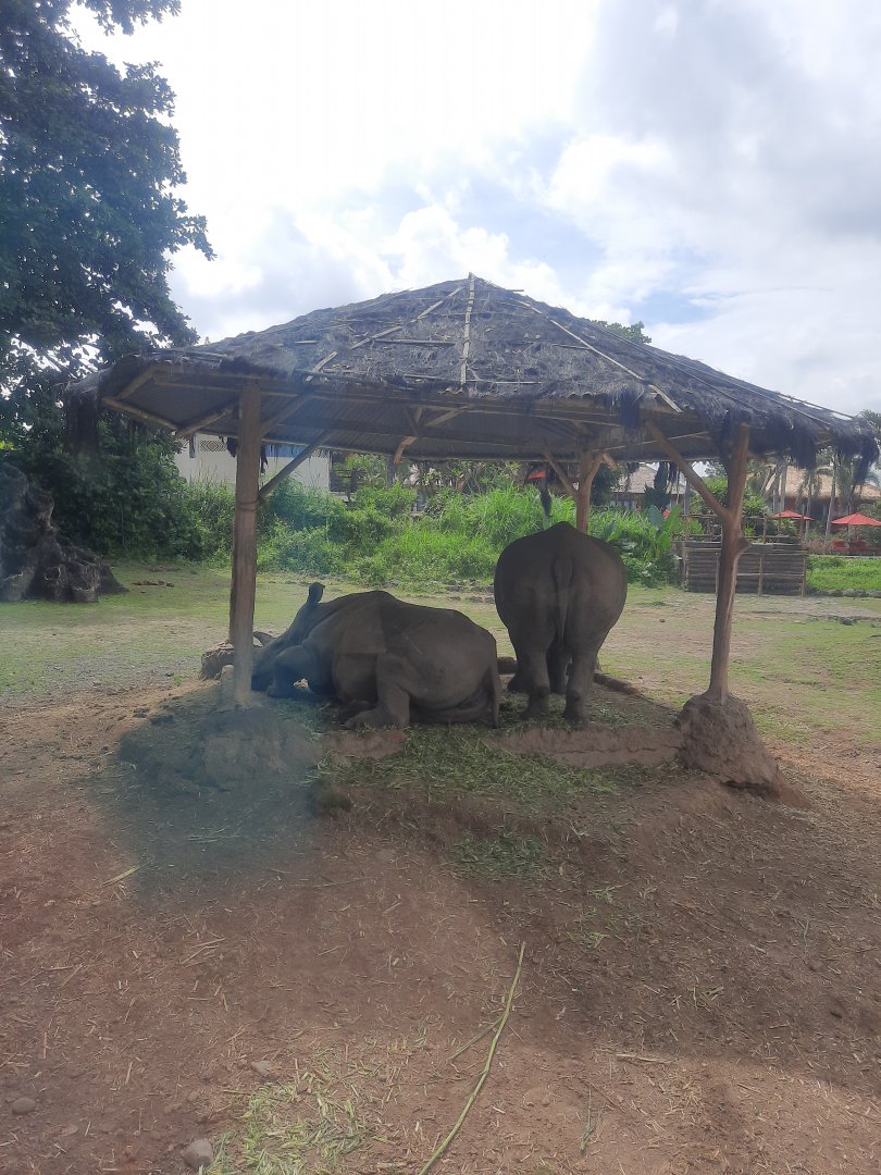 safari journey - white rhinoceros (ceratotherium simum)