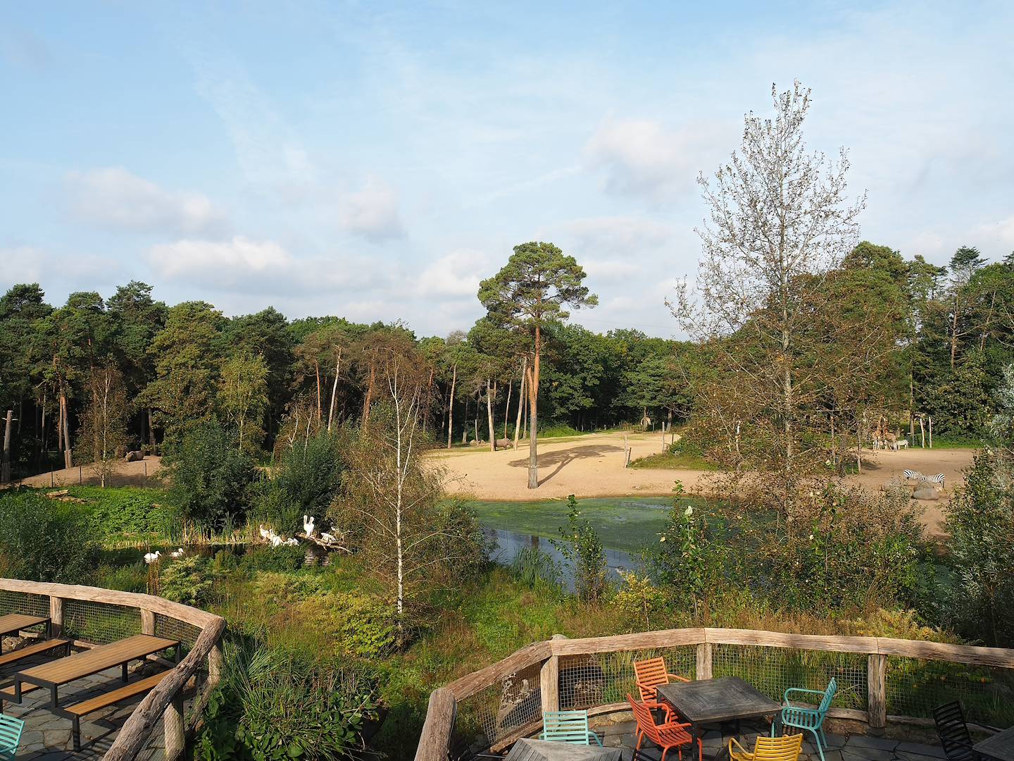 Safari - Large savanna paddock, Great white pelican exhibit and Safari restaurant terraces, 2023-10-07