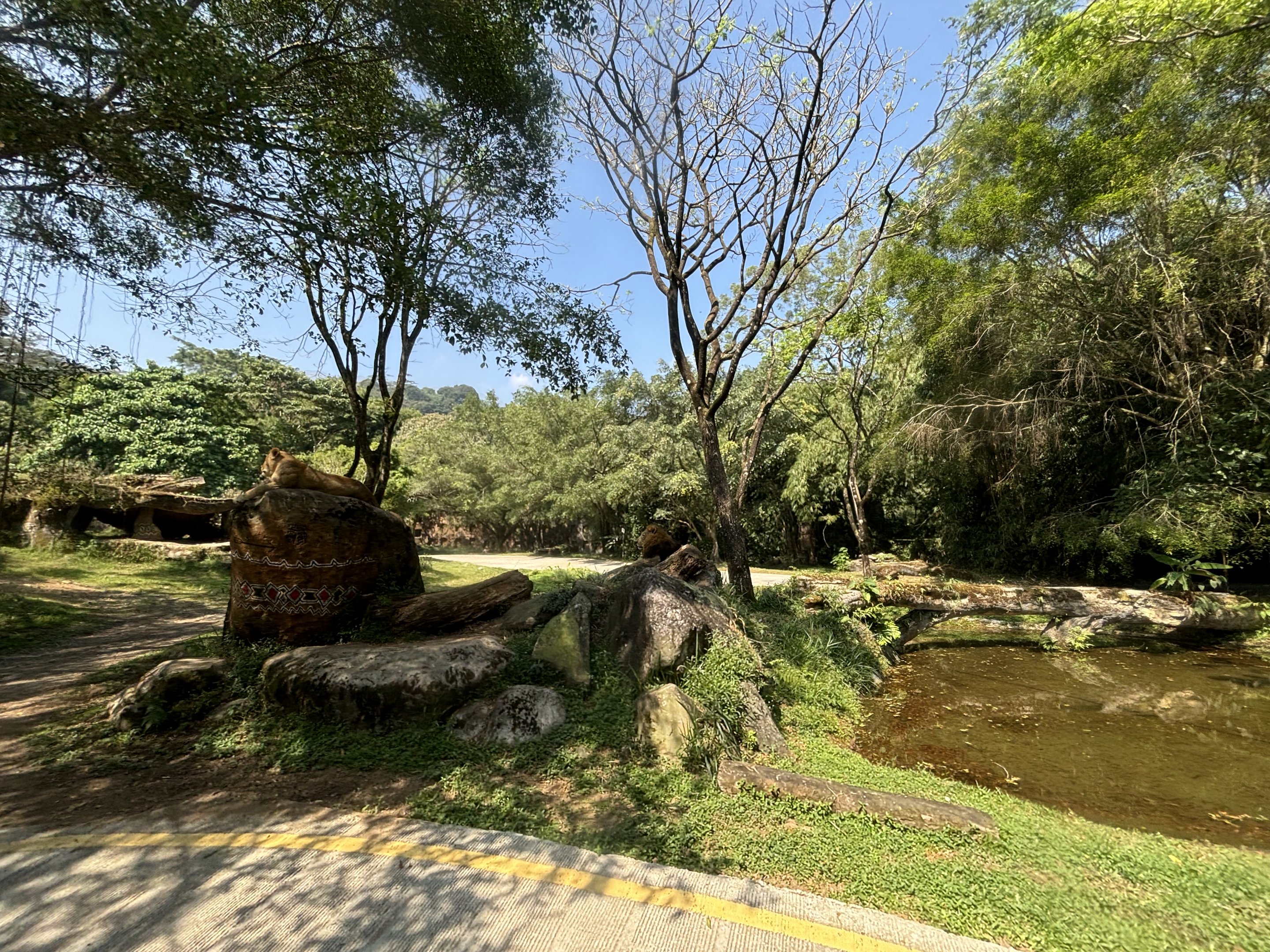 Safari - Lion Exhibit #1