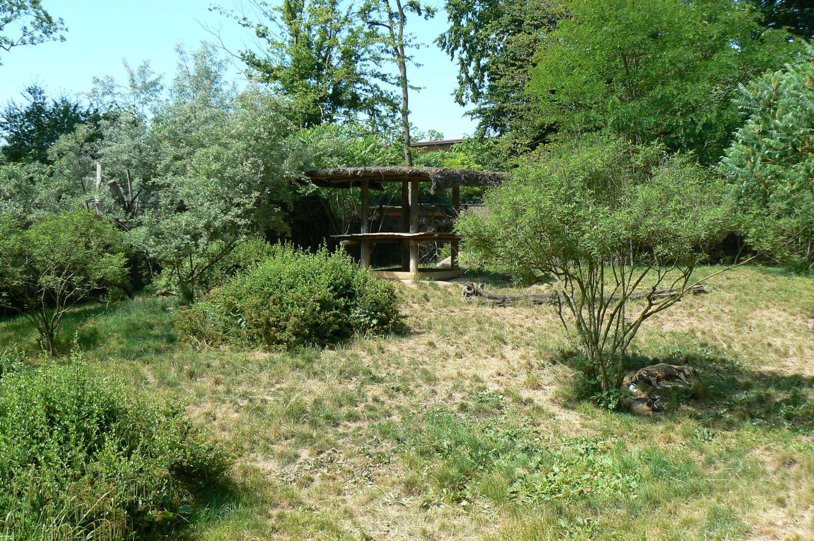 Safari lodge - African hunting dogs enclosure