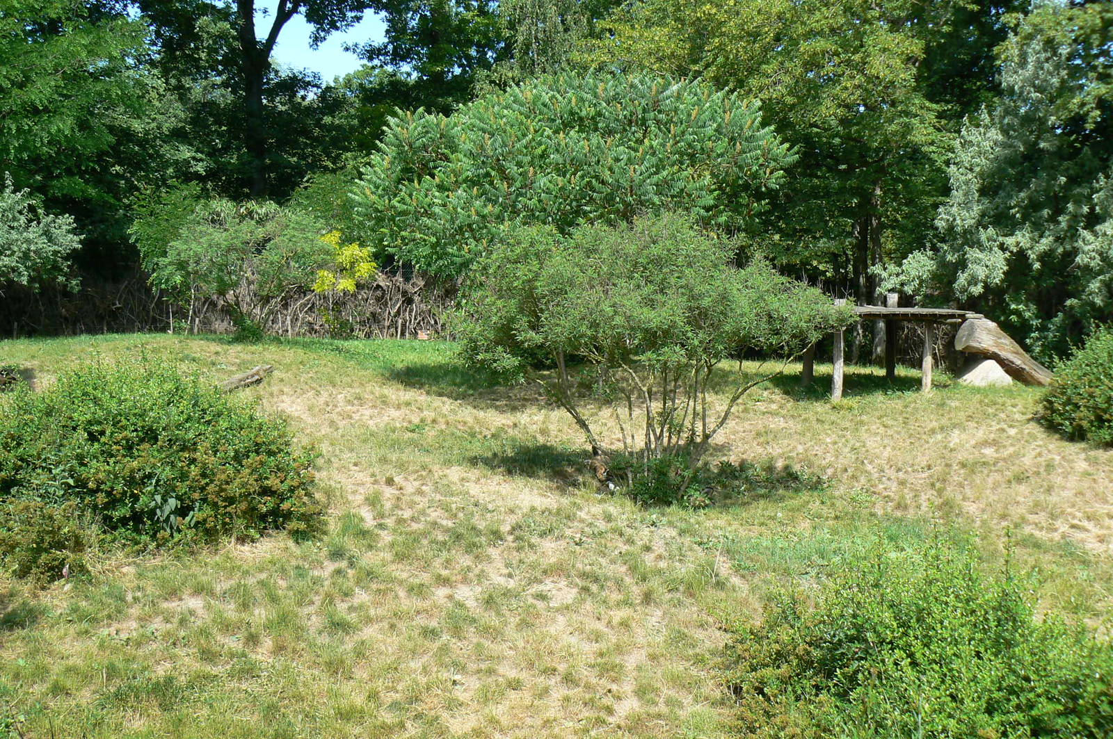 Safari lodge - african hunting dogs enclosure