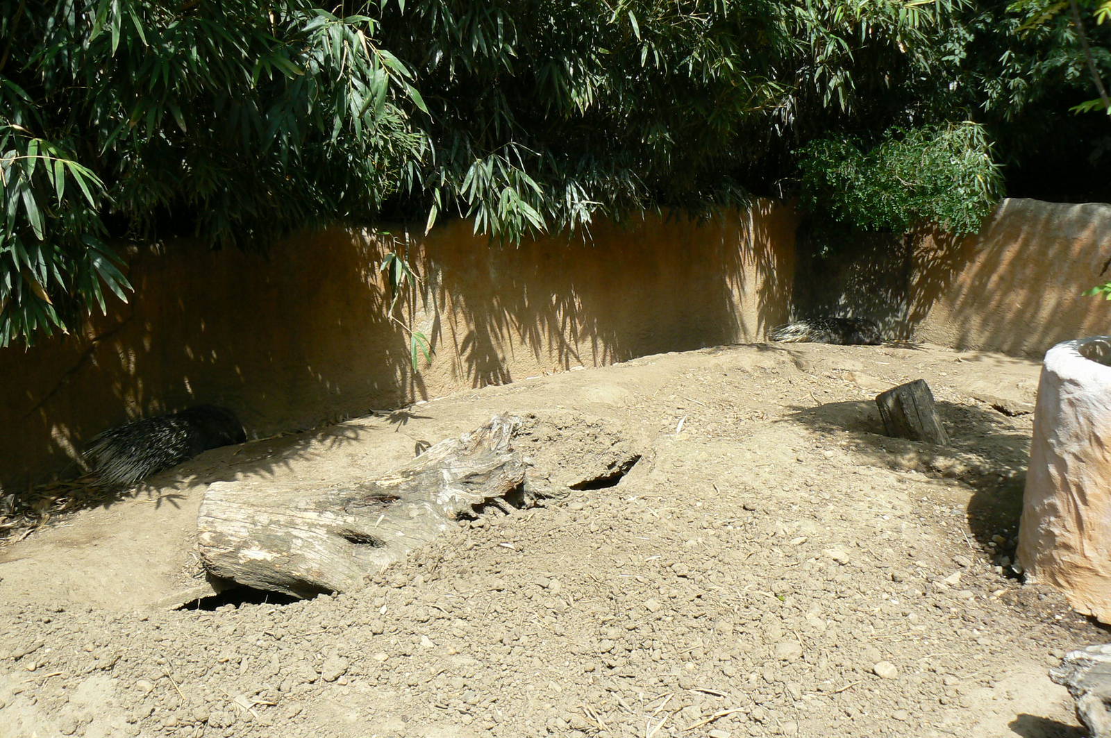 Safari lodge - crested porcupines enclosure (part of)