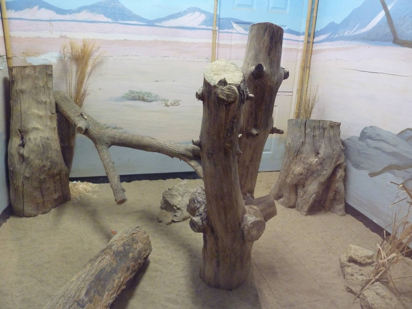 Safari Lodge - Fennec Fox Exhibit