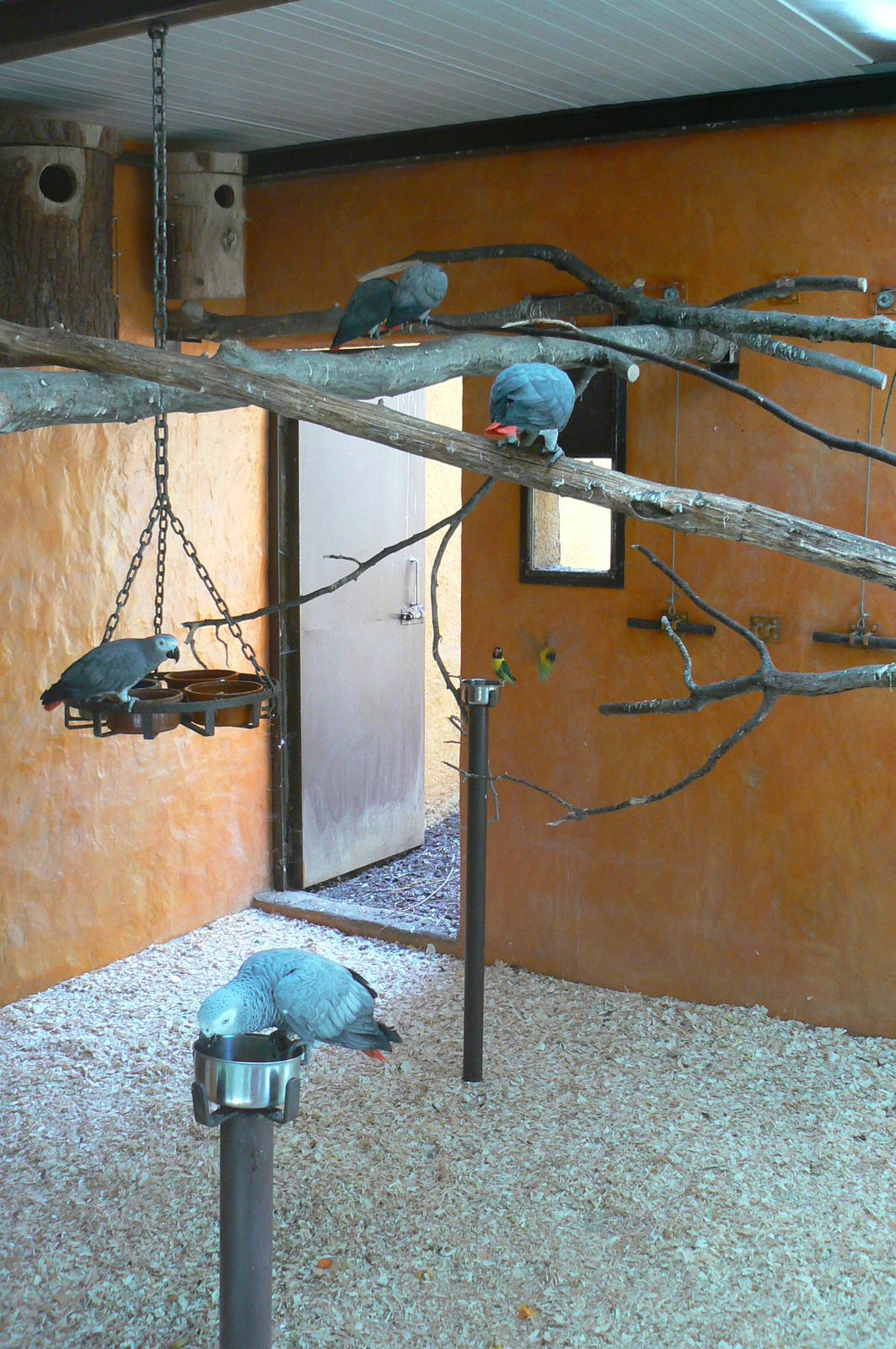 Safari lodge - grey parrots, senegal parrots and splendid glossy starlings