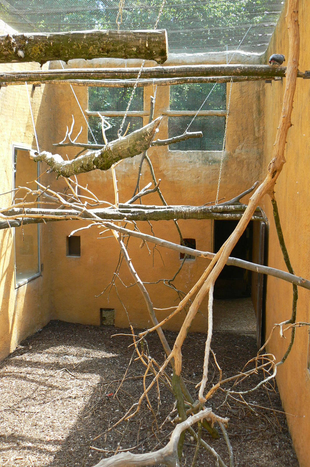 Safari lodge - grey parrots, senegal parrots and splendid glossy starlings