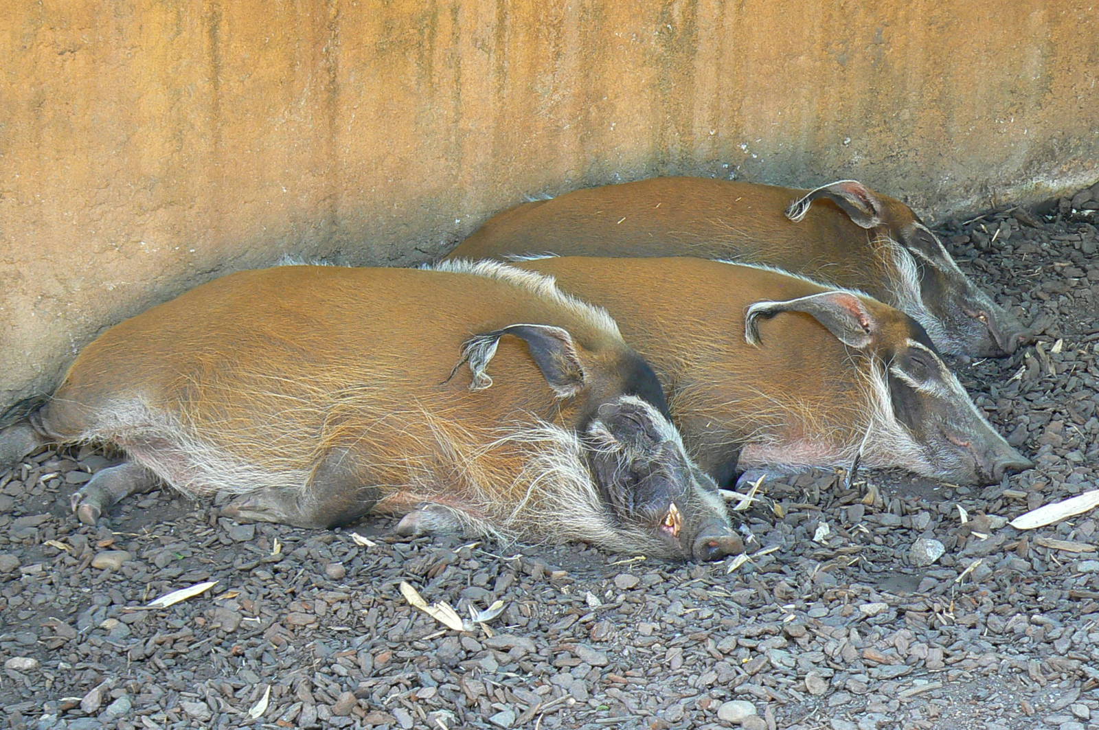 Safari lodge - red river hogs