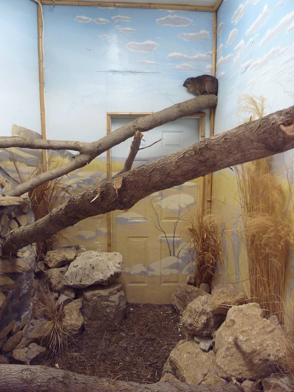 Safari Lodge - Rock Hyrax Exhibit