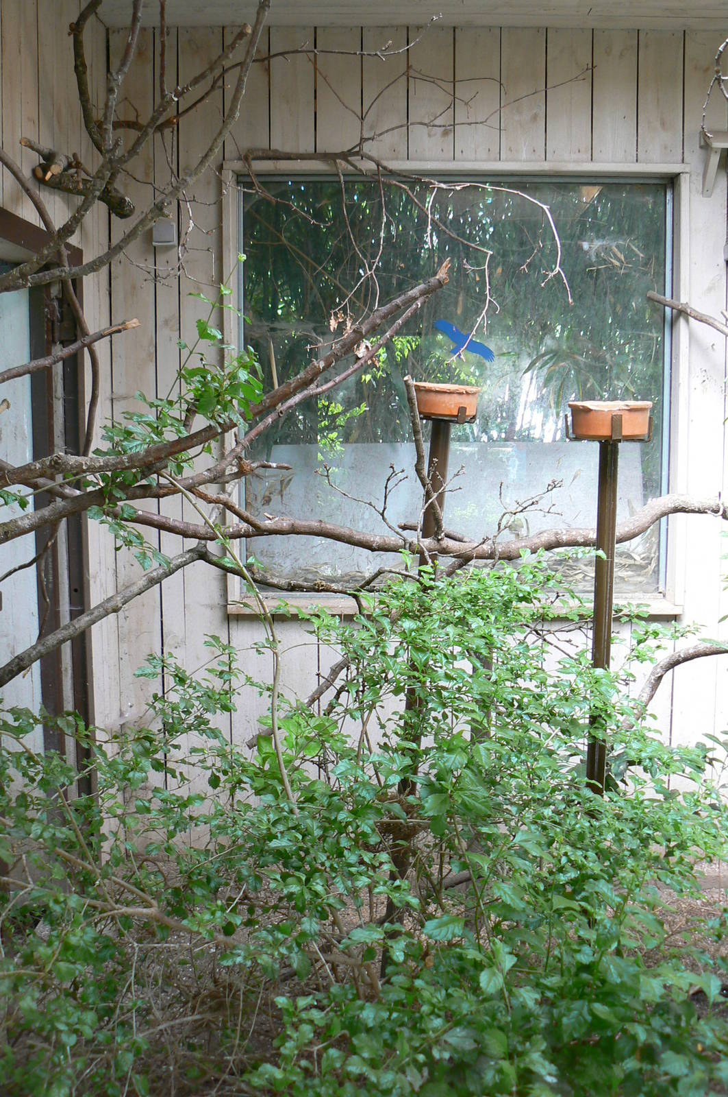 Safari lodge - Violet turacos, red bishops and harlequin quails