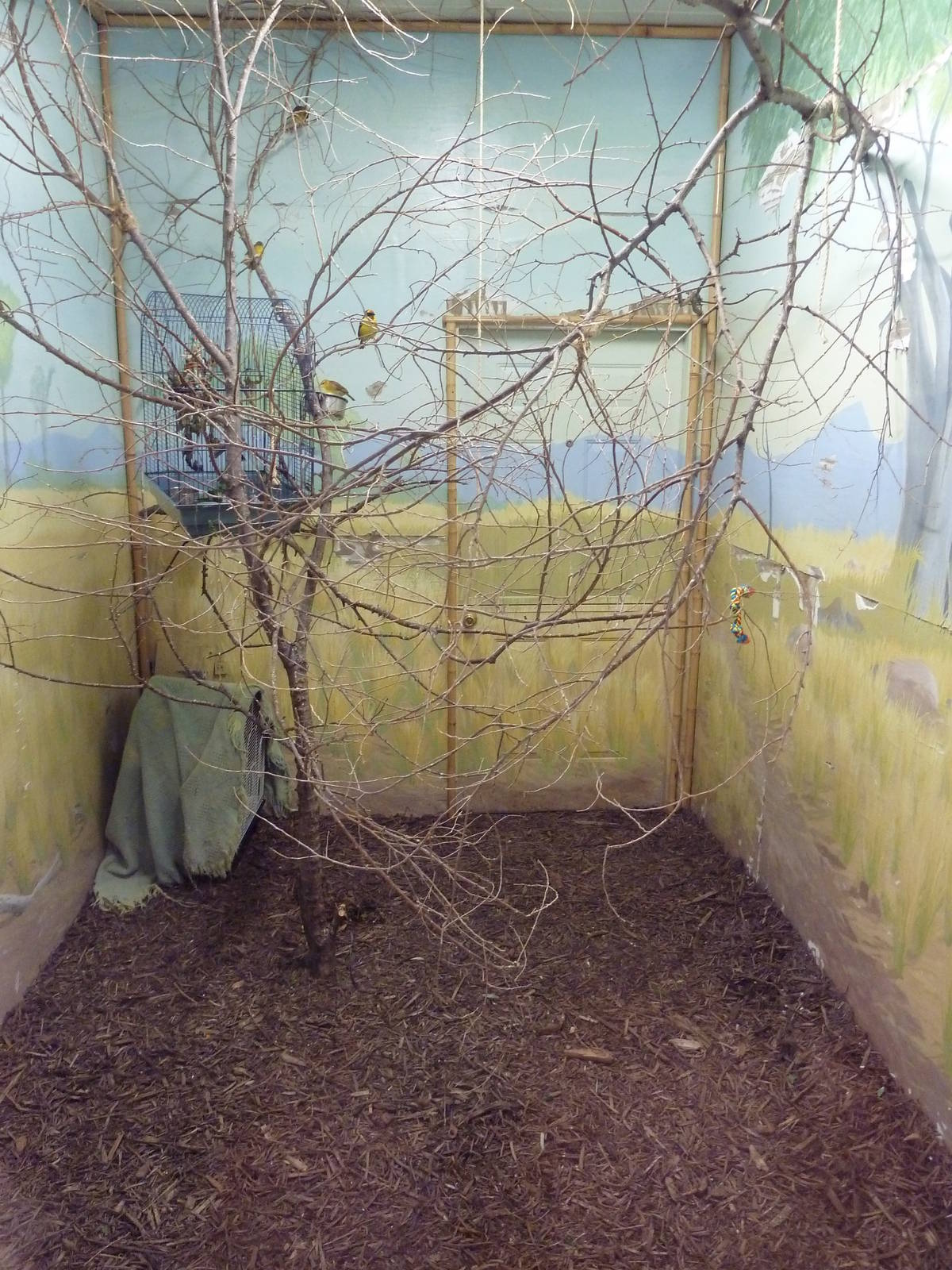 Safari Lodge - Weaver Bird Exhibit