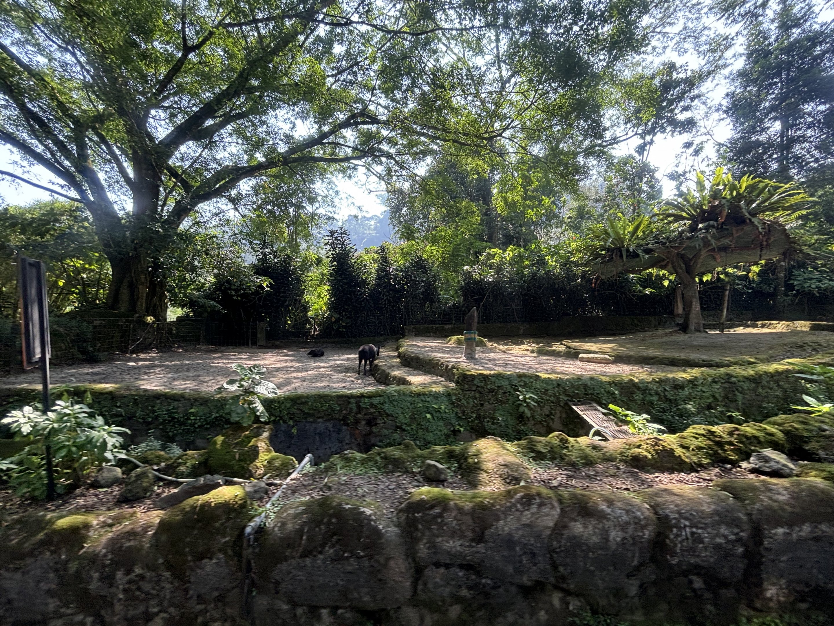 Safari - Lowland Anoa Exhibit