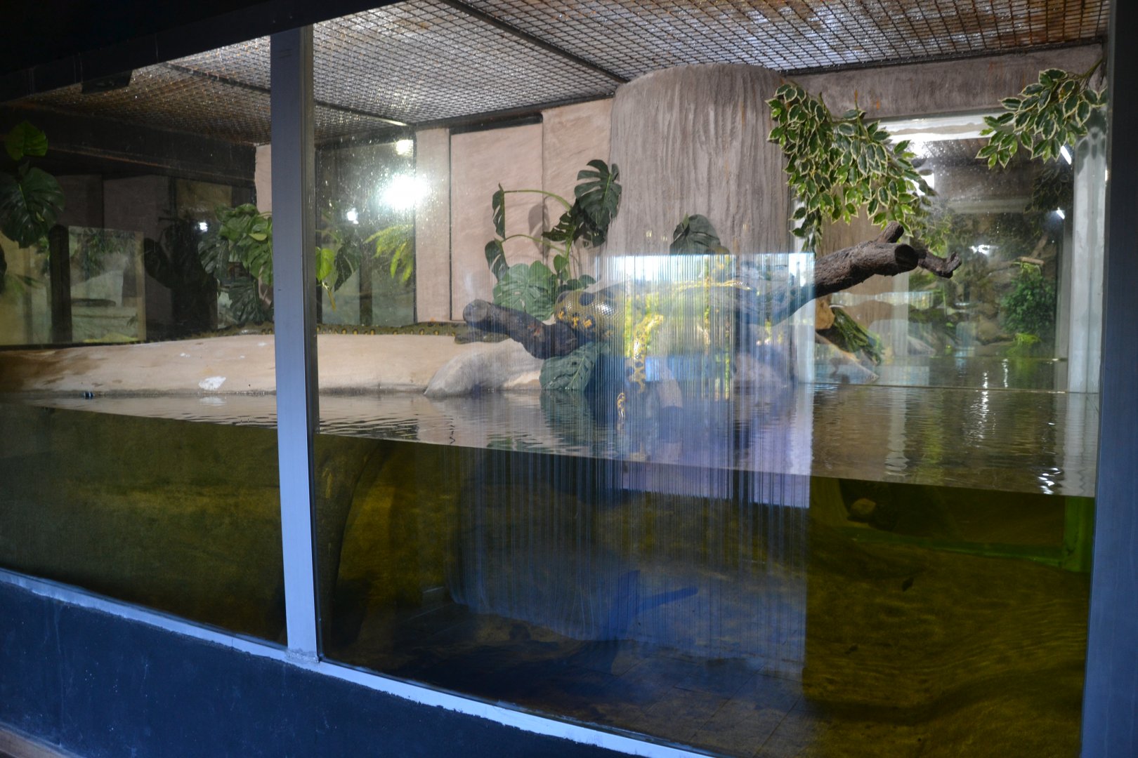 Safari Madrid December 2018 - New anaconda exhibition