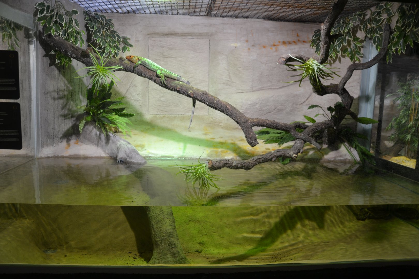 Safari Madrid December 2018 - New mata mata and Guianan Dragon exhibition