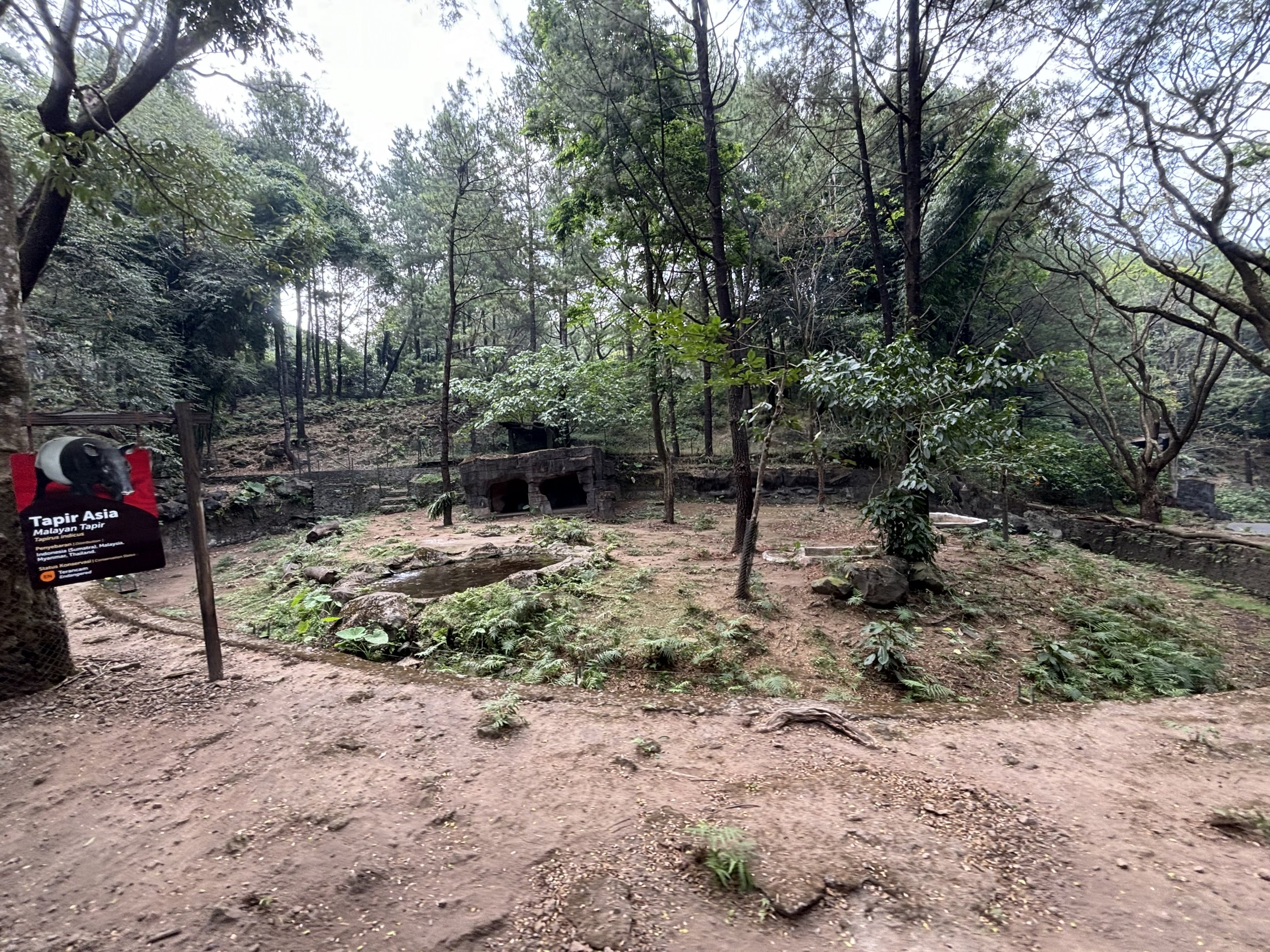 Safari - Malayan Tapir Exhibit