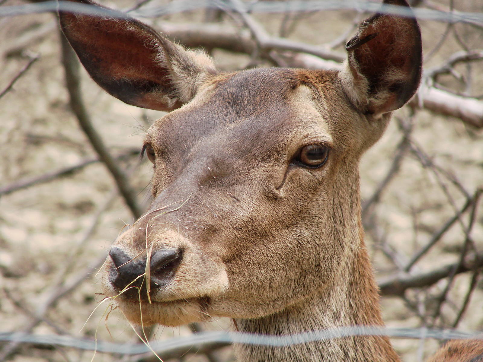 Safari Niagara - June 9th