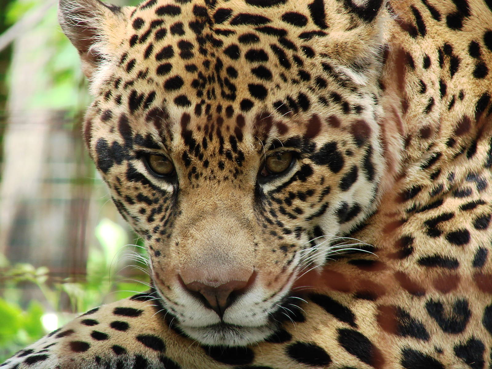 Safari Niagara - June 9th