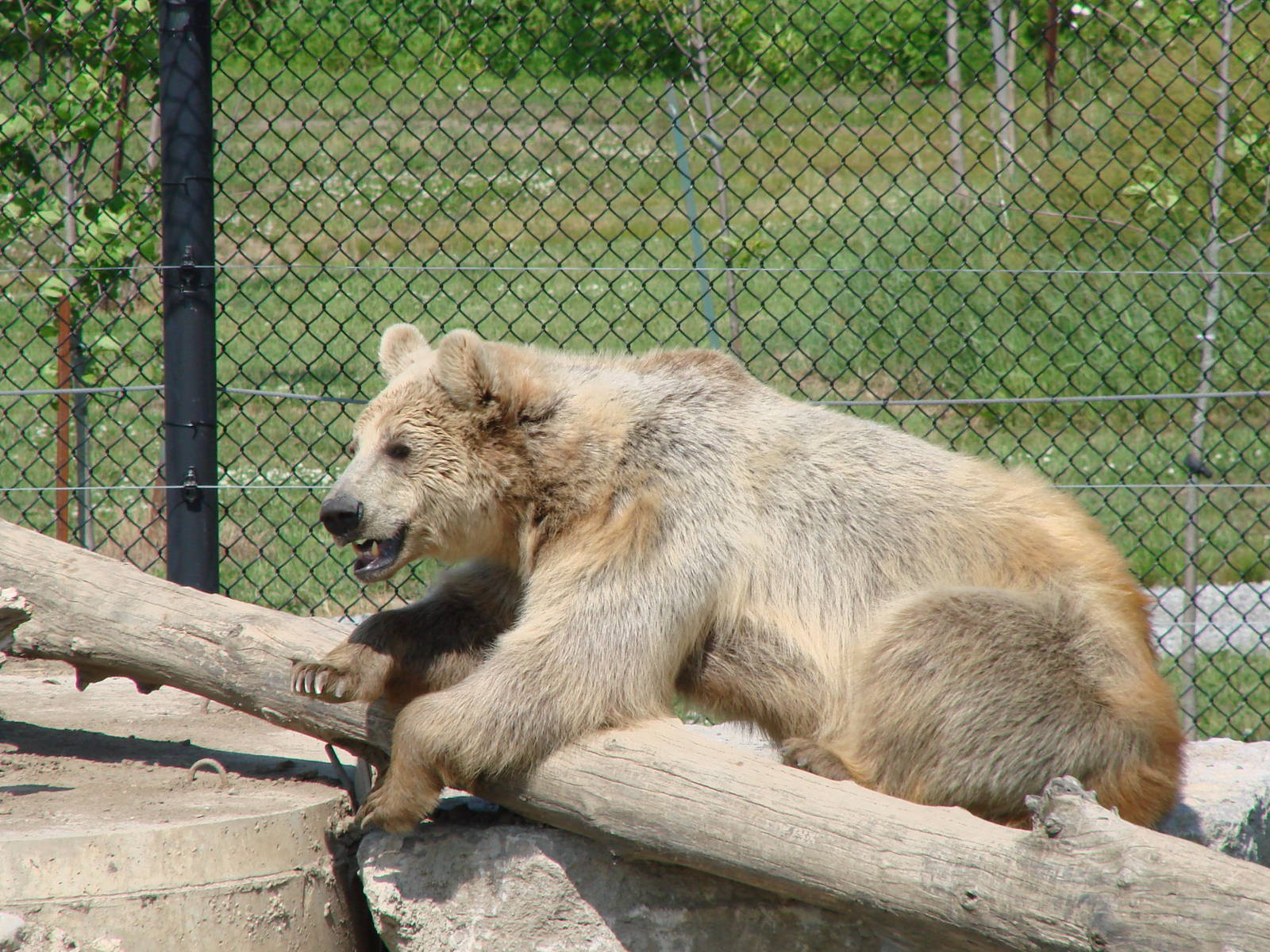 Safari Niagara - June 9th