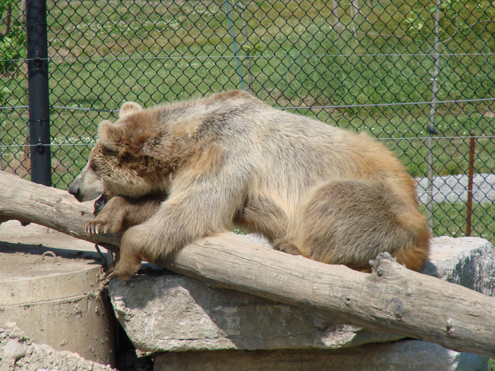 Safari Niagara - June 9th