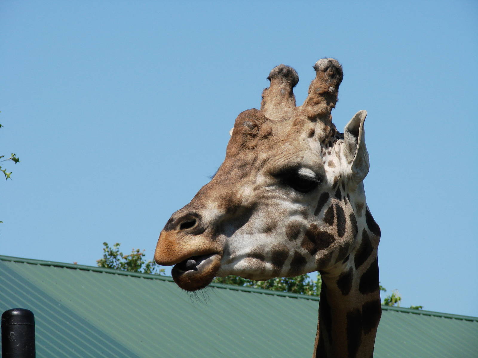 Safari Niagara - June 9th