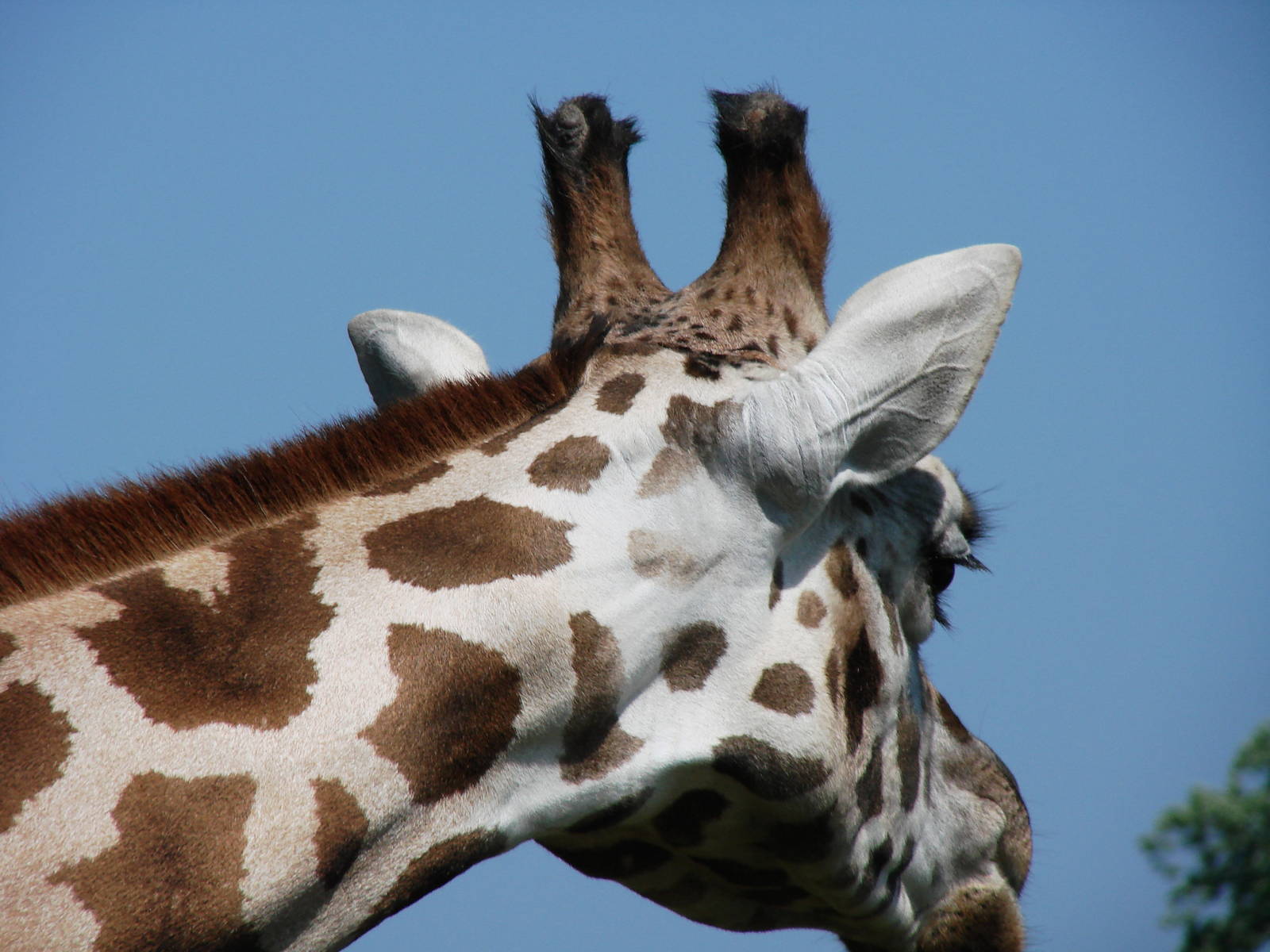 Safari Niagara - June 9th