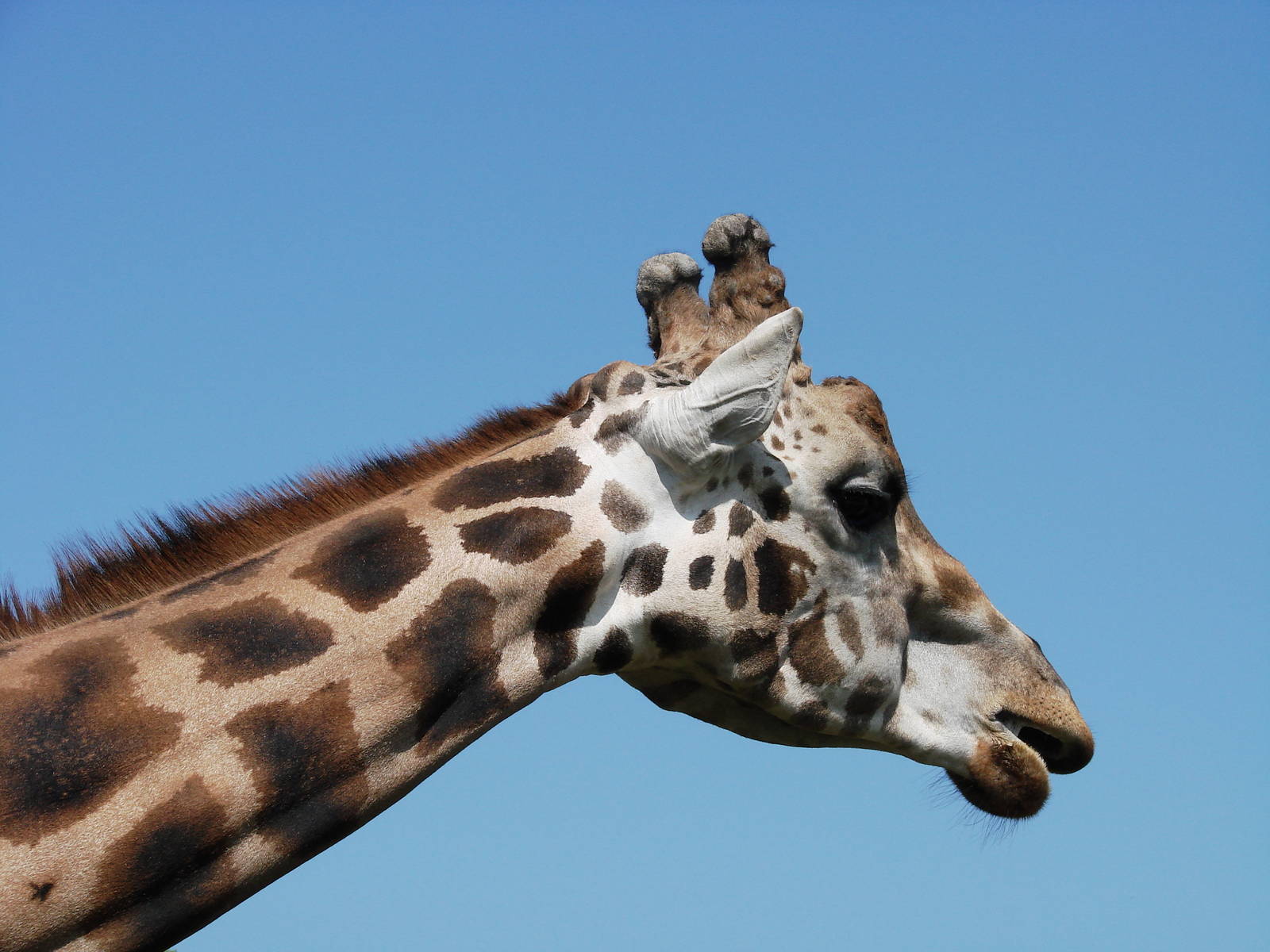 Safari Niagara - June 9th