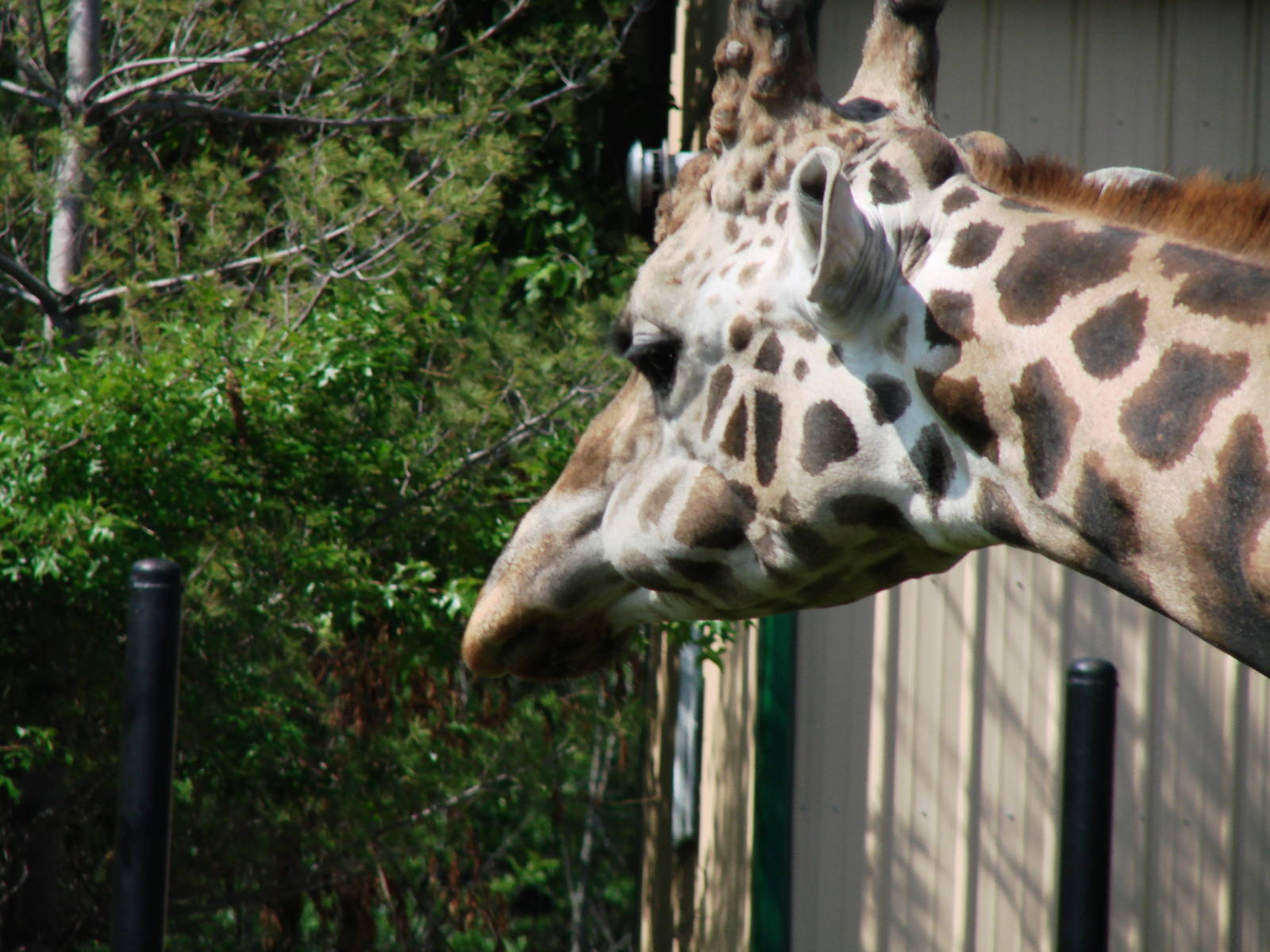 Safari Niagara - June 9th