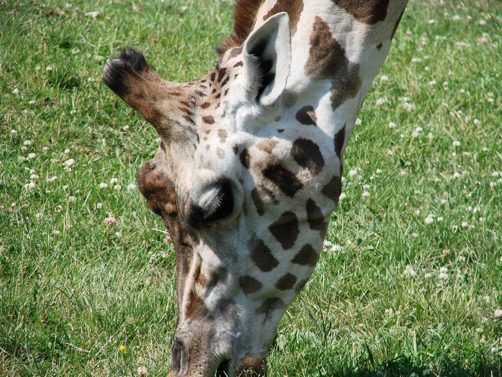 Safari Niagara - June 9th