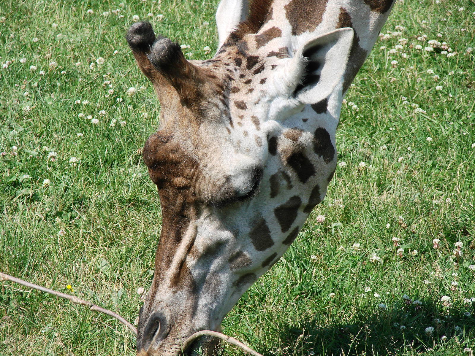 Safari Niagara - June 9th