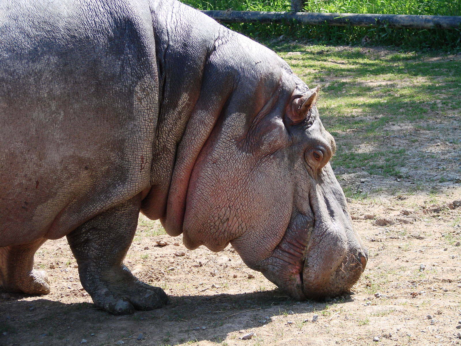 Safari Niagara - June 9th