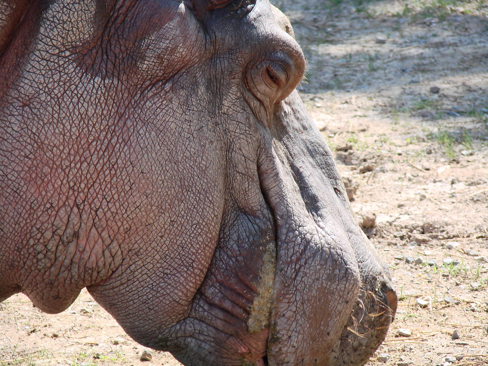 Safari Niagara - June 9th