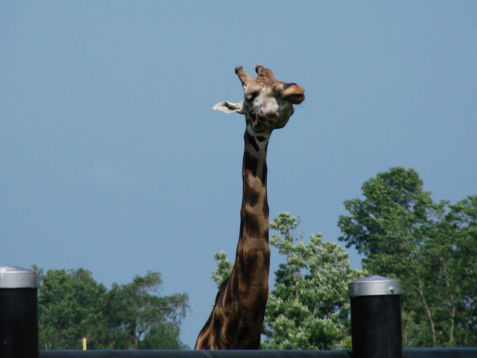 Safari Niagara - June 9th
