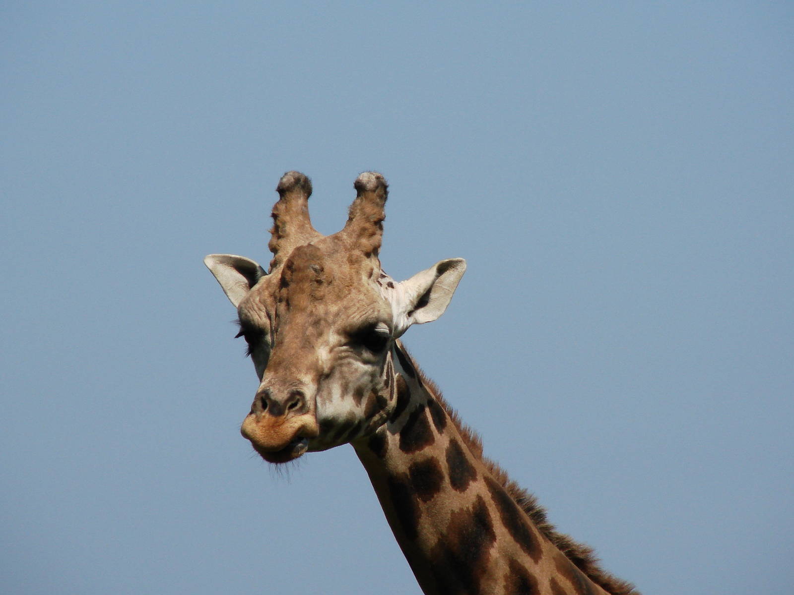 Safari Niagara - June 9th