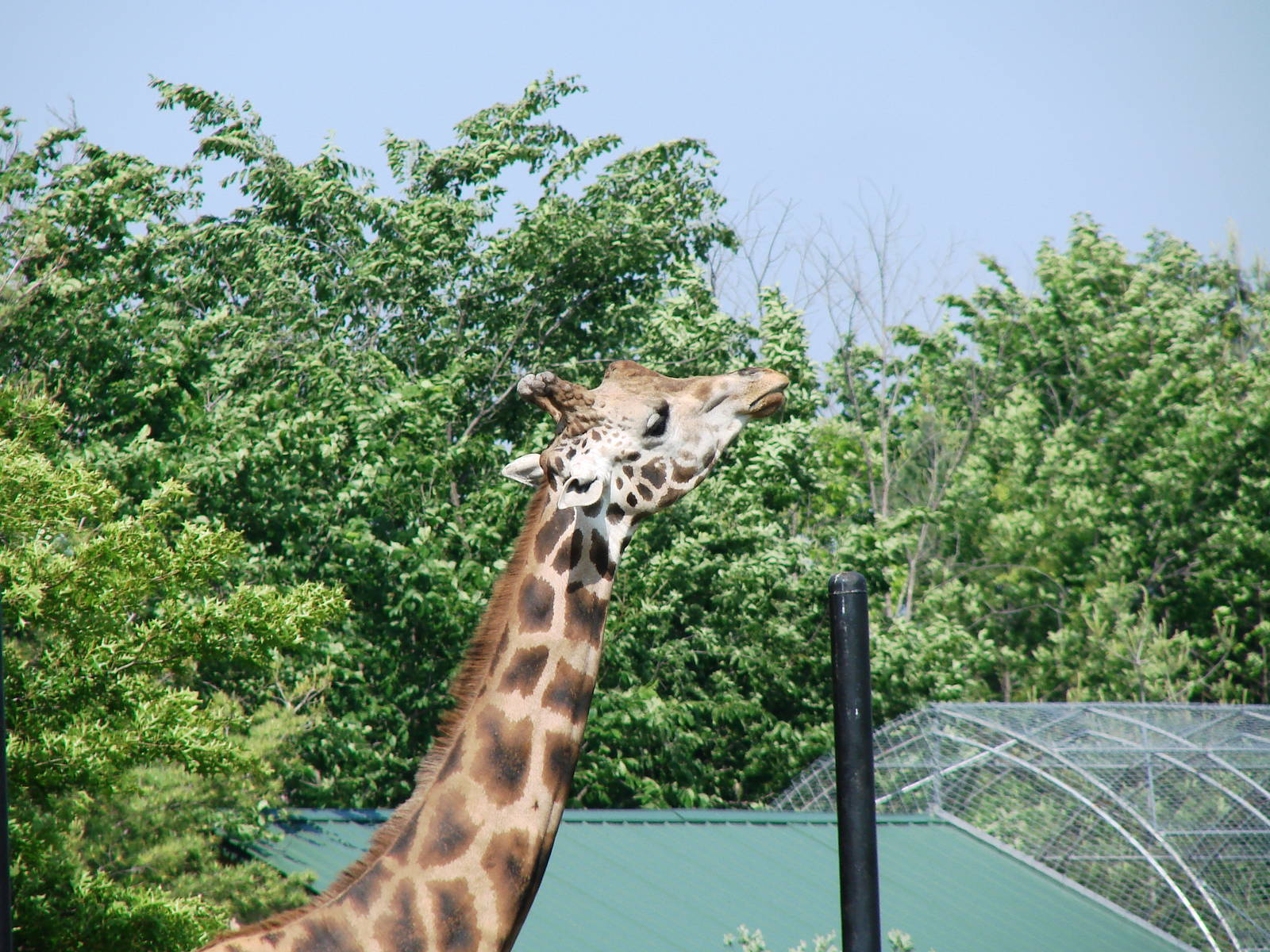 Safari Niagara - June 9th