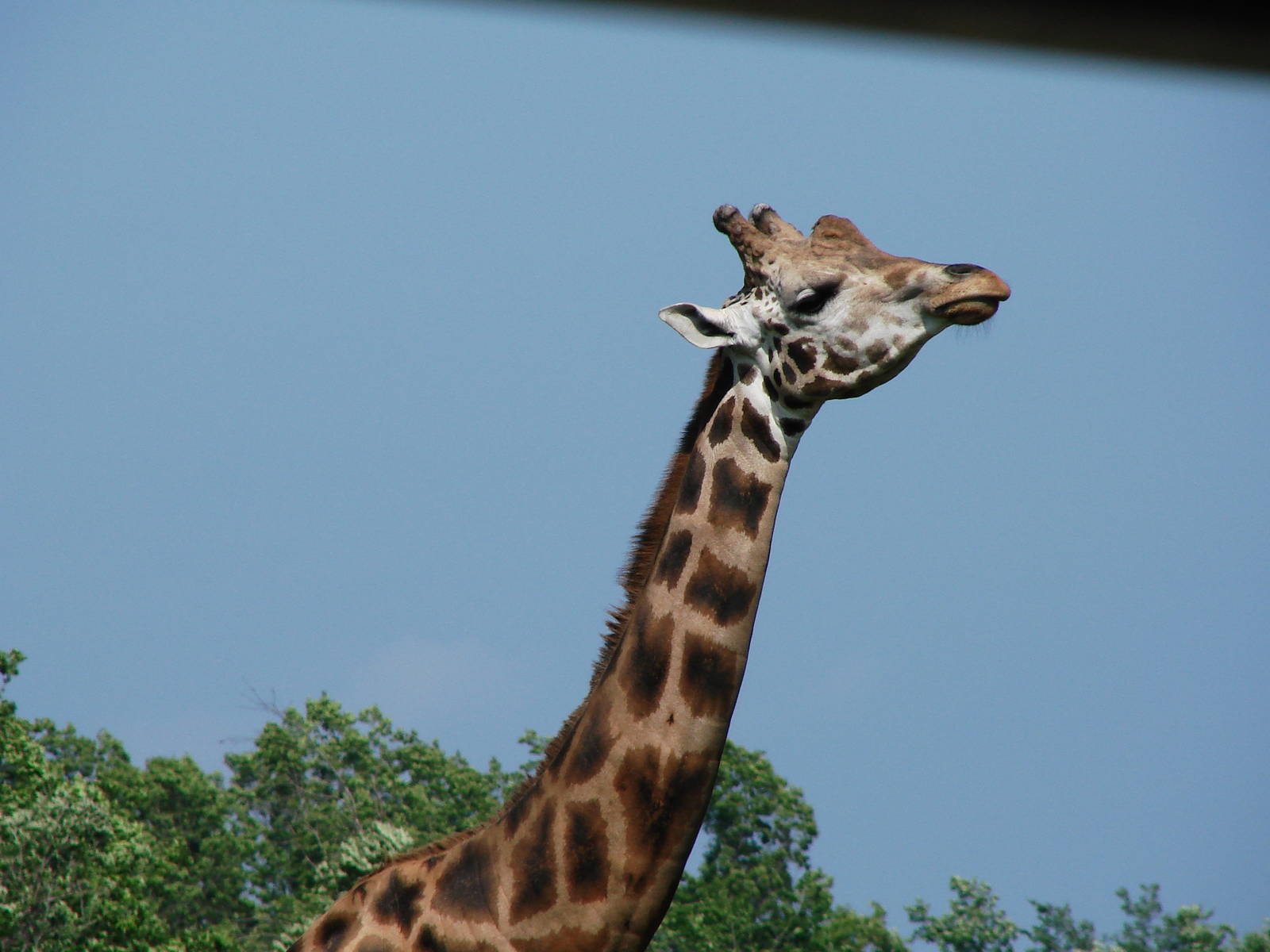 Safari Niagara - June 9th