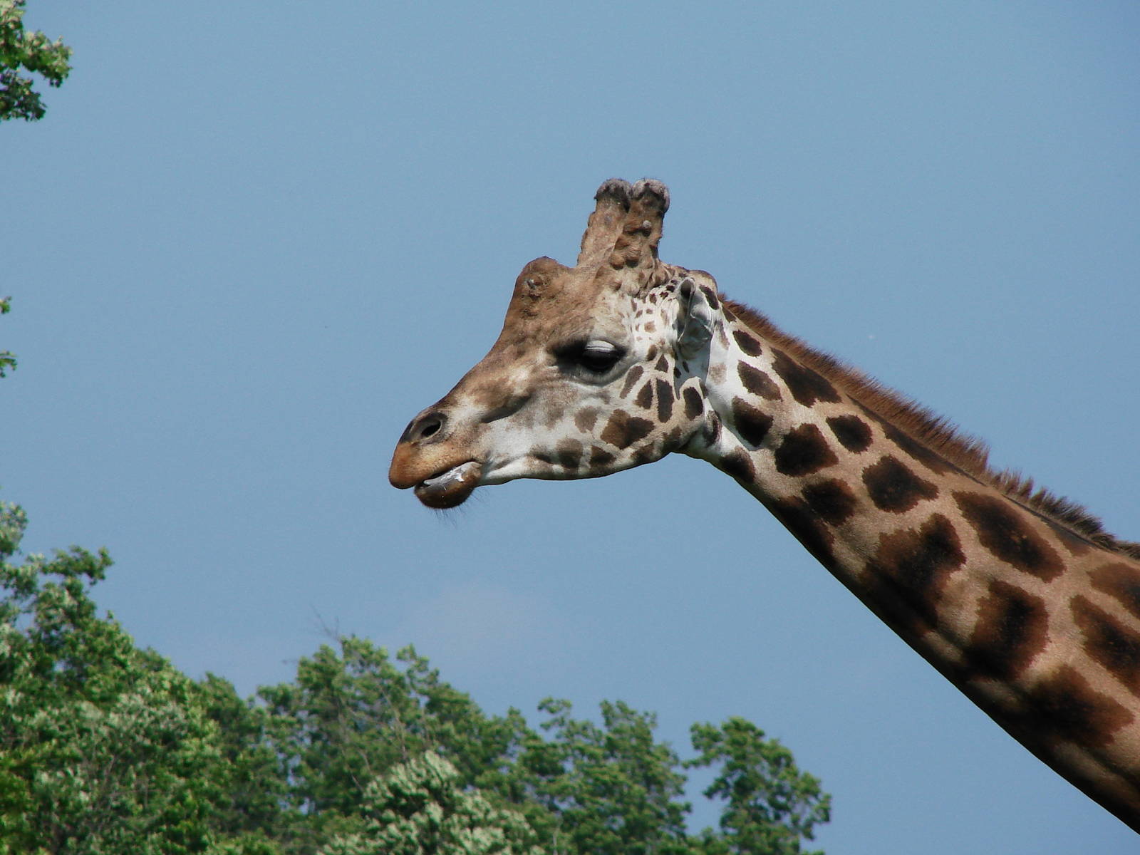 Safari Niagara - June 9th