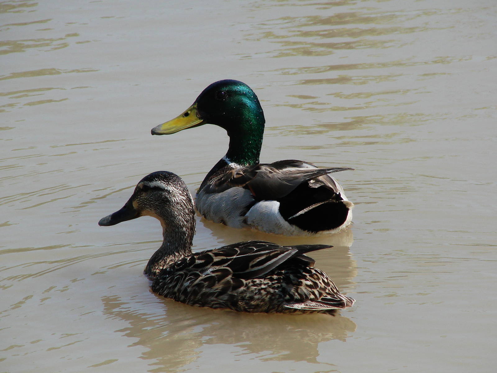 Safari Niagara - June 9th