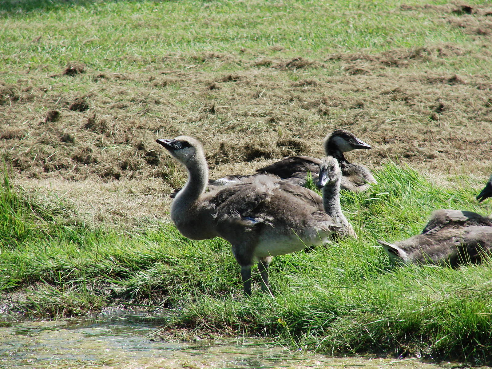 Safari Niagara - June 9th