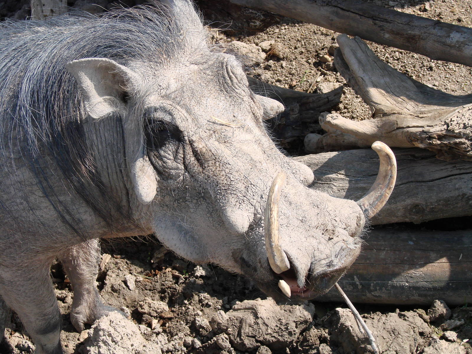 Safari Niagara - June 9th