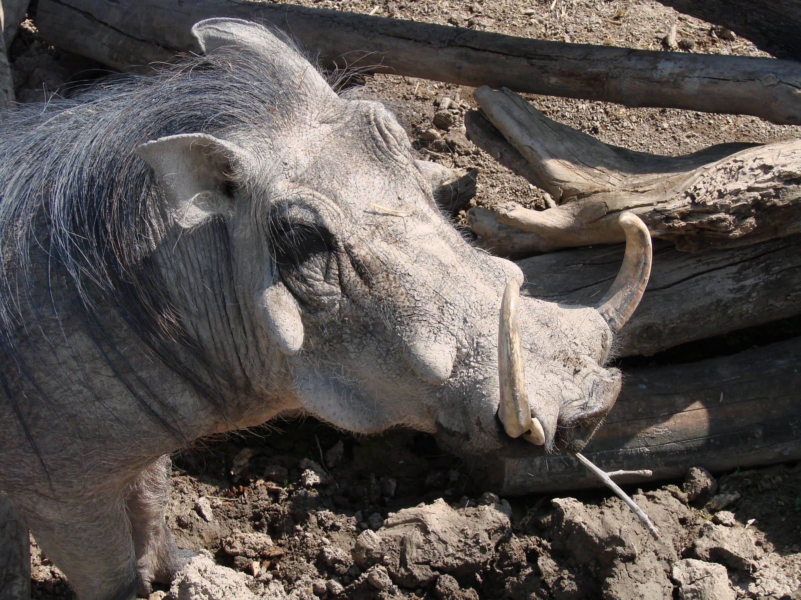 Safari Niagara - June 9th