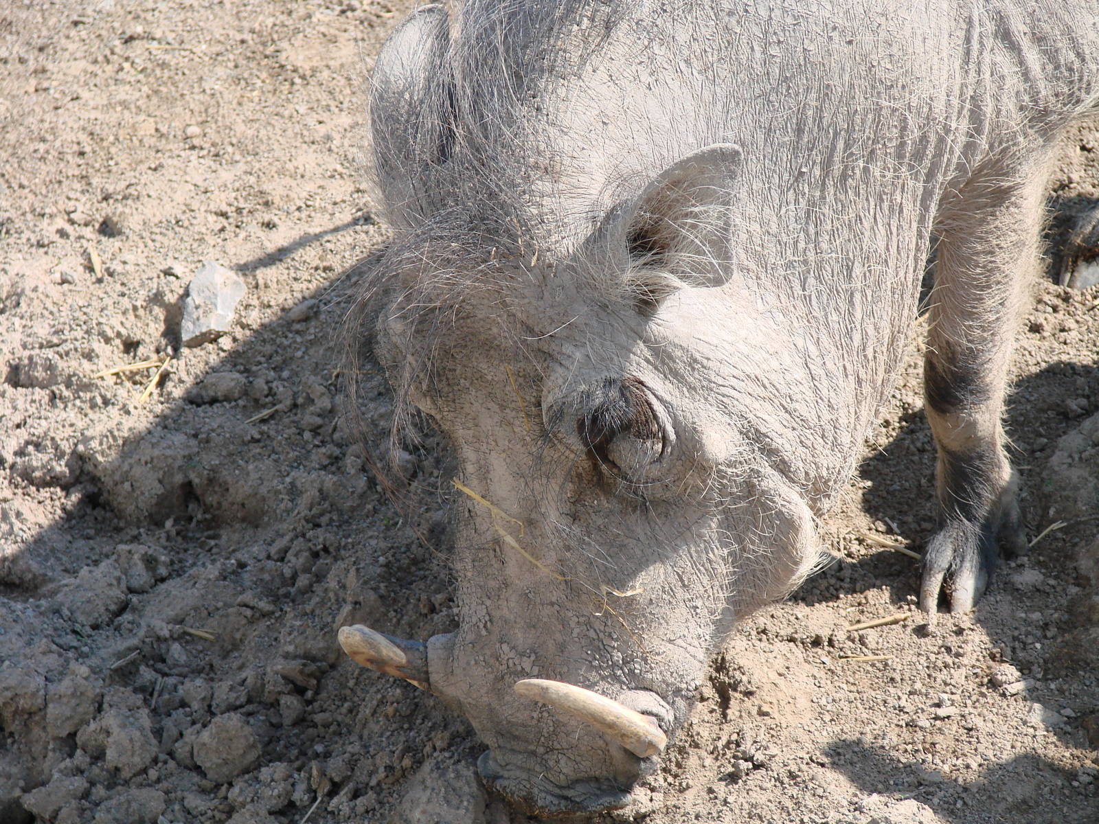 Safari Niagara - June 9th