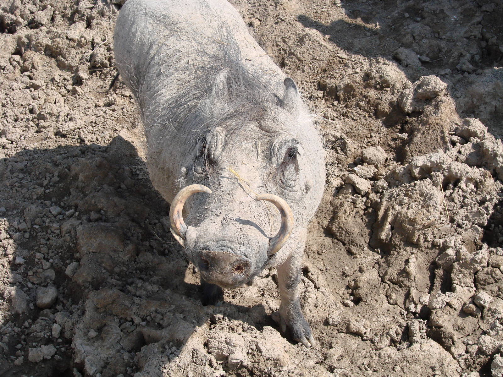 Safari Niagara - June 9th